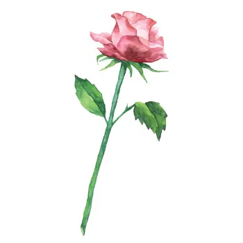 Fresh Pink Rose